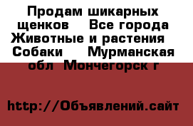 Продам шикарных щенков  - Все города Животные и растения » Собаки   . Мурманская обл.,Мончегорск г.